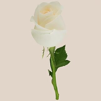 White Rose x 5