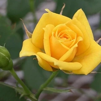Yellow Rose x 5