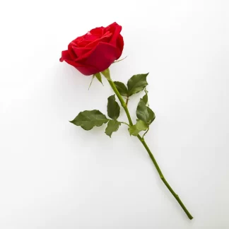 Red Rose x 5