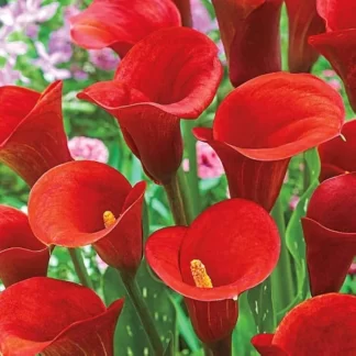 Red Lily x 8