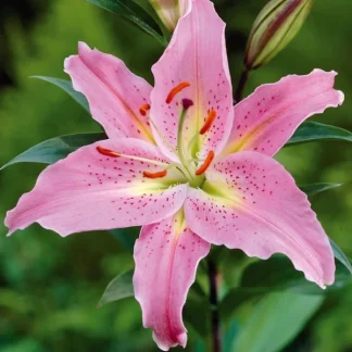 Pink Lily x 8