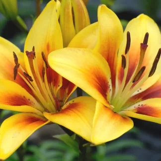 Yellow Lily x 8